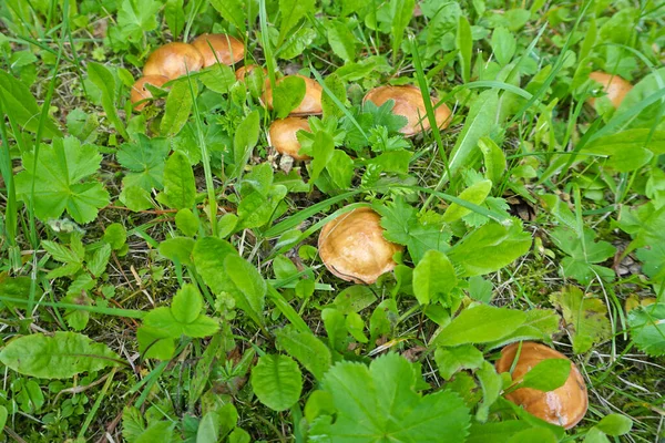 Beautiful Closeup Group Mushrooms Growing Tee Trunk Green Moss — Stock Photo, Image