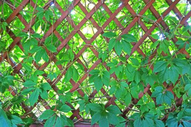 Vahşi üzümlerle sarmalanmış eski bir pergola.                               