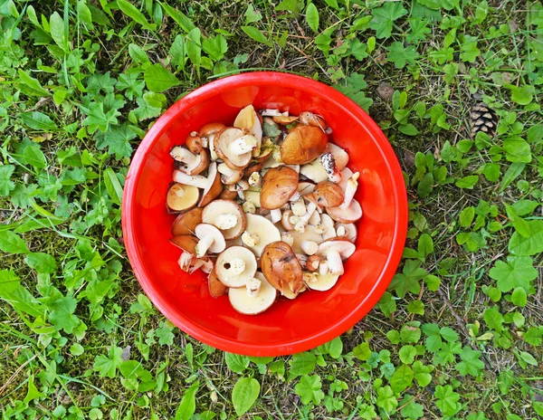 Picked Edible Fungi Red Bucket Slippery Jack Boletus Suillus Luteus — Stock Photo, Image