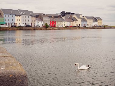 Corrib nehir kuğu, seçici odak, arka planda Renkli evler, Galway şehir İrlanda.