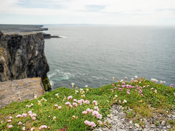 Bloemen groeien op een klif en Atlantische Oceaan, bewolkte hemel, Inishmore, Aran-eilanden, Ierland, beroemde toeristen attractie. — Stockfoto