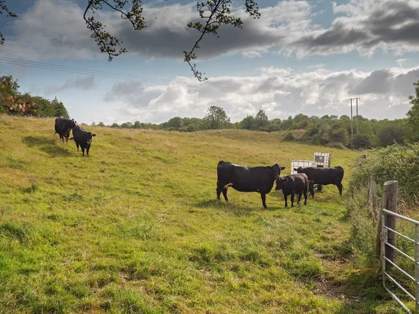 Kor kommer att dricka vatten på en varm sommardag till vatten tråg. Molnigt Sky jordbruk företag. — Stockfoto