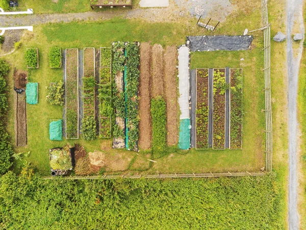 Aerial view, Vegetables beds in a garden, Fresh and organic produce. Farming and food production. Harvest natural.