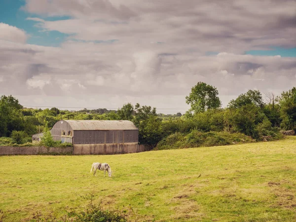Stary budynek gospodarstwa z okrągłym metalowym dachem, koń w polu, pochmurne niebo, Krajobraz wiejski, — Zdjęcie stockowe