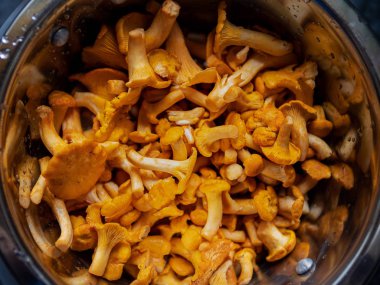 Sarı chanterelle (Cantharellus cibarius) yakın yukarı, bir kase, yiyilebilir mantar.