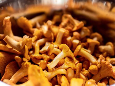 Sarı chanterelle (Cantharellus cibarius) yakın çekim, taze mantar.