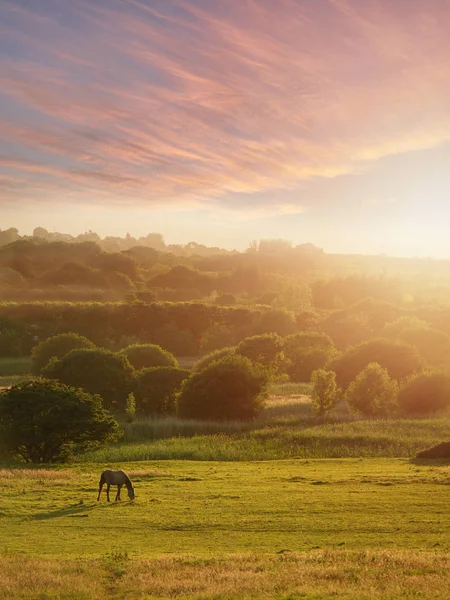 Άλογο σε βοσκότοπο το ηλιοβασίλεμα, απαλό, ζεστό χρώμα, επιλεκτική εστίαση. Ακτίνες ήλιου και φωτοβολίδα. Γαλήνια ατμόσφαιρα. — Φωτογραφία Αρχείου