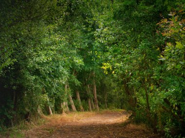 Yeşil bir parkta yol, kimse. Daha basit bir manzara. Yeşil ve turuncu tonları.