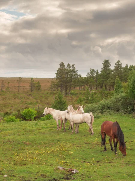 목초지에 있는 네 마리의 말, 세 마리의 흰색과 1개의 갈색. 따뜻한 화창한 날, 흐린 하늘, 농촌 풍경. — 스톡 사진