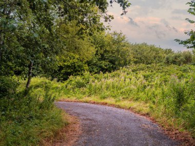 Yerde turuncu sonbahar yaprakları ile Park manzara.