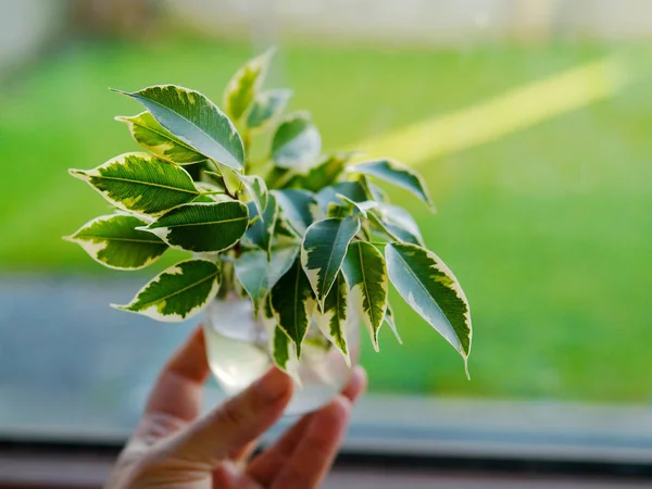 Small house plant in a hand. Selective focus. House lawn in the background. Grow organic plants at home concept.