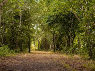 Bir parkta sahne, Düşmüş yapraklarla kaplı küçük yürüyüş yolu.