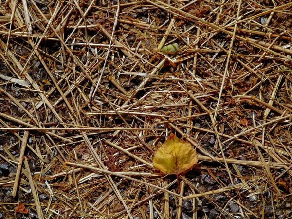 Folha caída amarela no chão de madeira. Conceito de época de outono . — Fotografia de Stock