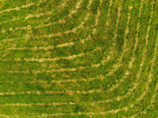 Freshly cut grass in a field, Aerial top view, Natural pattern. — Stock Photo, Image