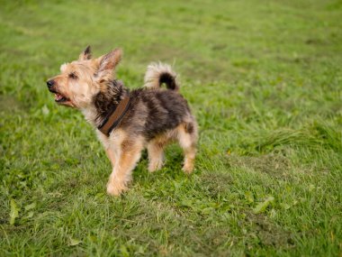 Small nice Yorkshire terrier on a walk in a green grass field. Selective focus.