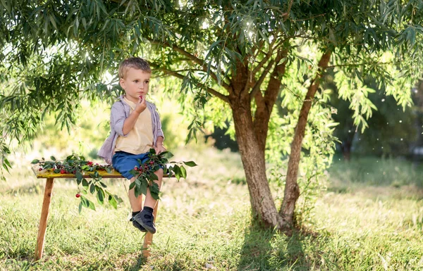 Ragazzino, mangiando ciliegie in giardino, godendo di frutta gustosa — Foto Stock