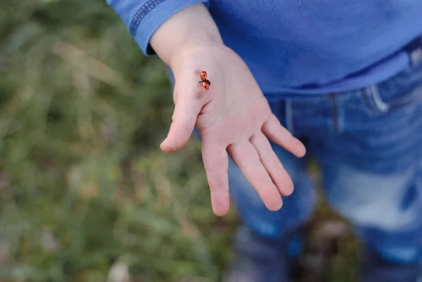 Carino coccinella rossa brillante seduta sulla mano di un bambino . — Foto Stock