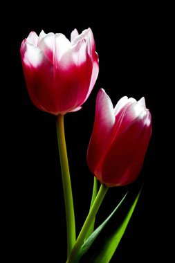 Koyu arkaplanda parlak kırmızı laleler