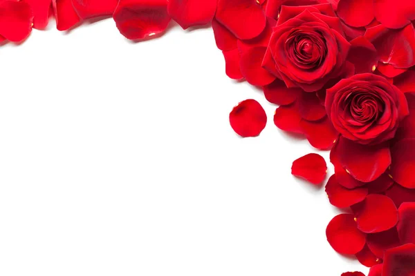 Rote Rosen Und Blütenblätter Auf Weißem Hintergrund — Stockfoto