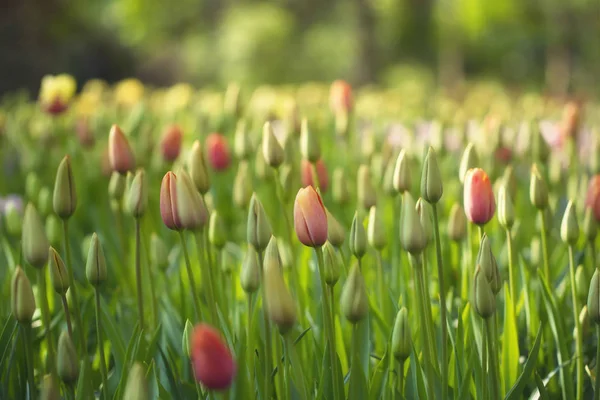 Nahaufnahme Bunter Tulpenblüten Als Hintergrund — Stockfoto