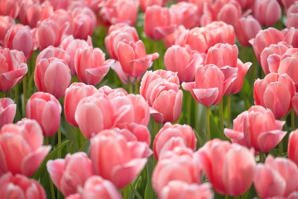 Nahaufnahme Von Rosa Tulpenblüten Als Hintergrund — Stockfoto