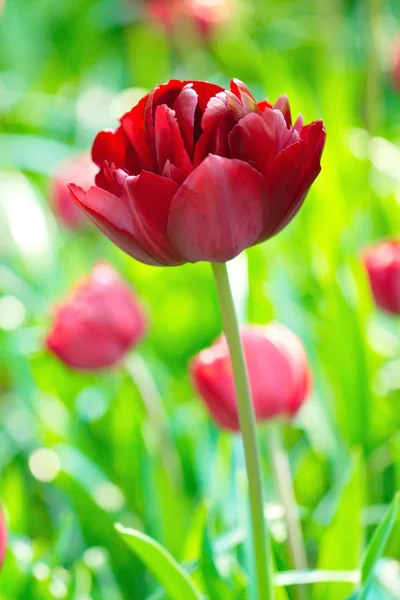 Leuchtend Blühende Rote Tulpen — Stockfoto