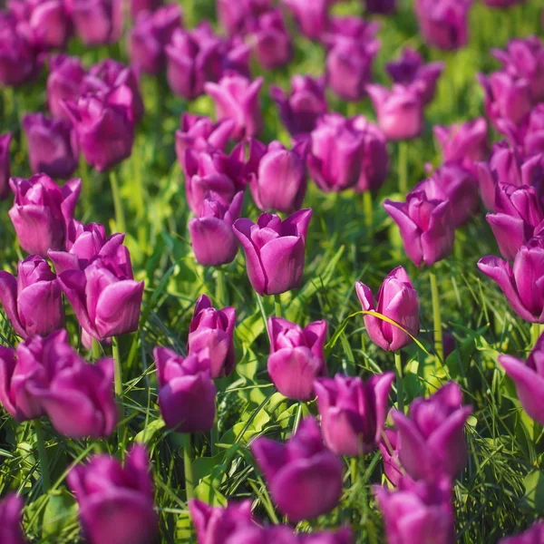 Close Van Paarse Tulpen Bloemen Als Achtergrond — Stockfoto