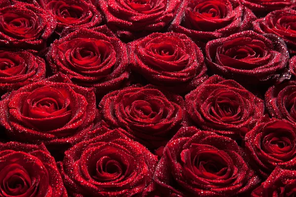 Rote Rosen Textur Als Hintergrund — Stockfoto