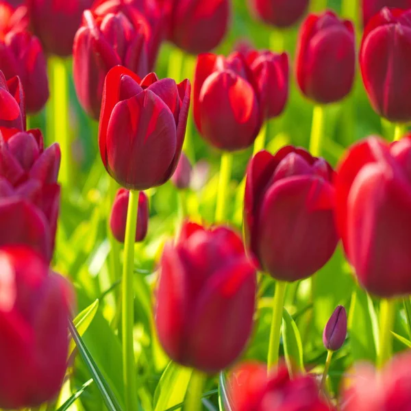 Nahaufnahme Roter Blumen Als Hintergrund — Stockfoto