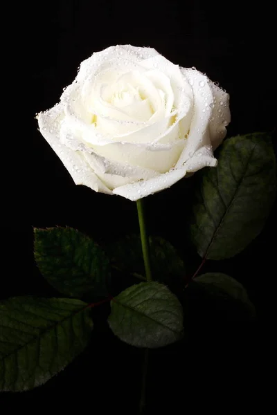 白いバラが黒い背景に — ストック写真