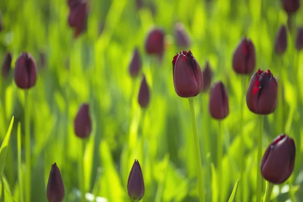 Nahaufnahme Von Lila Tulpenblüten Als Hintergrund — Stockfoto