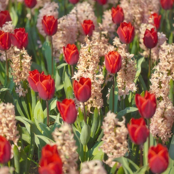 Nahaufnahme Roter Blumen Als Hintergrund — Stockfoto