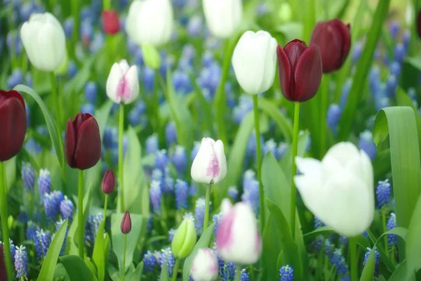 Bunte Leuchtend Blühende Tulpen Nahaufnahme — Stockfoto