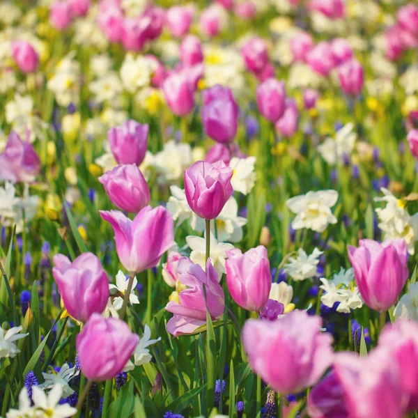 Nahaufnahme Von Rosa Tulpenblüten Als Hintergrund — Stockfoto