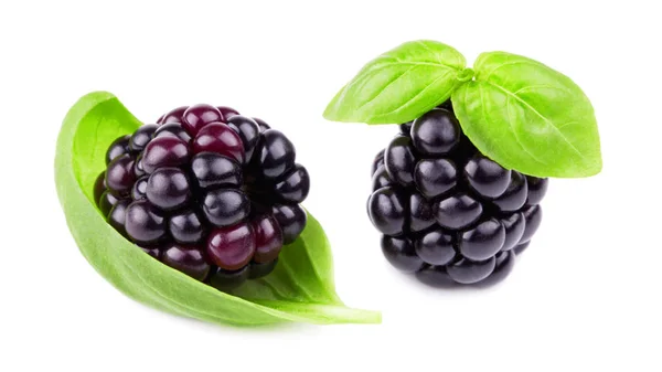 Brombeeren Mit Blättern Isoliert Auf Weiß Stockbild