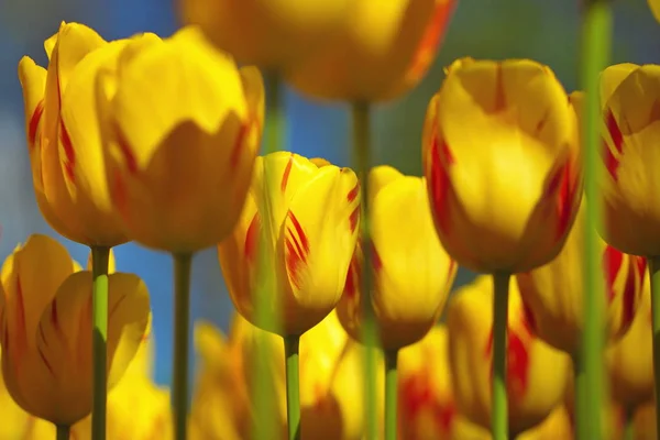 Nahaufnahme Von Gelben Blumen Als Hintergrund — Stockfoto