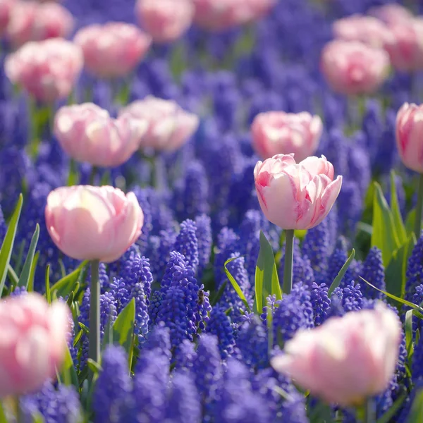 Nahaufnahme Bunter Blumen Als Hintergrund — Stockfoto