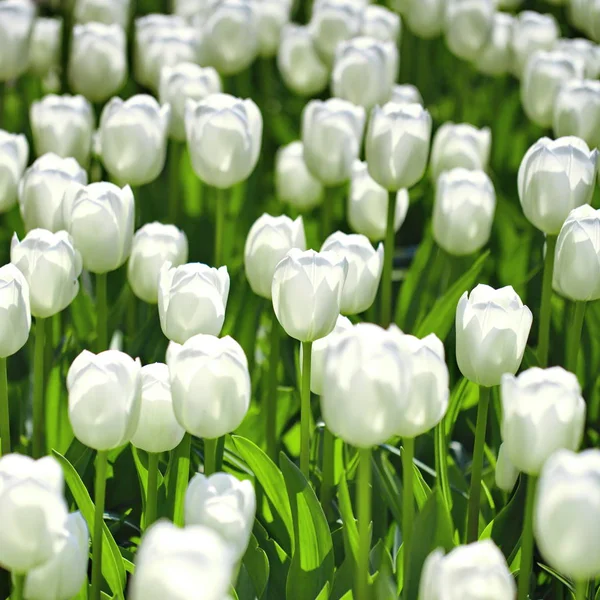 Nahaufnahme Weißer Blumen Als Hintergrund — Stockfoto