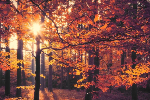 Φωτεινό Φθινοπωρινό Δάσος Σούρουπο — Φωτογραφία Αρχείου