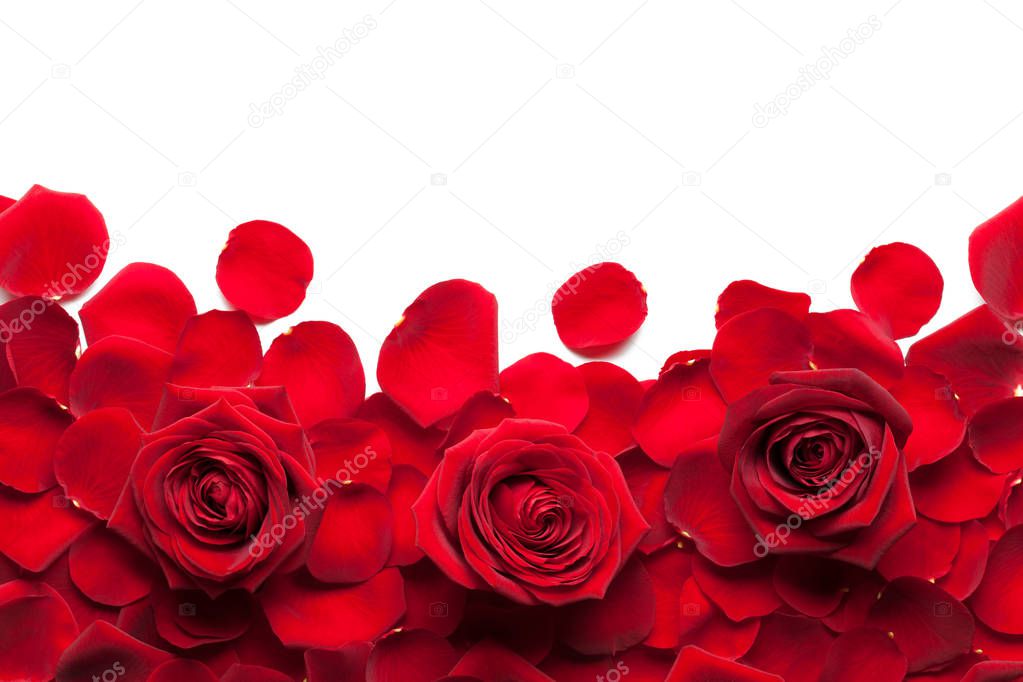 red roses and petals on white background 