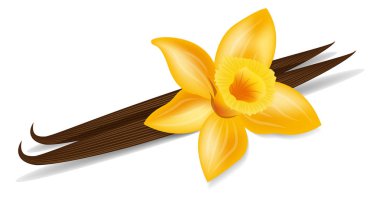vanilya sopa, sadece vektör illüstrasyon  