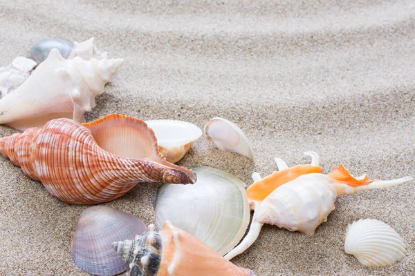 Seashell Stranden Sommaren Bakgrund Med Varm Sand — Stockfoto