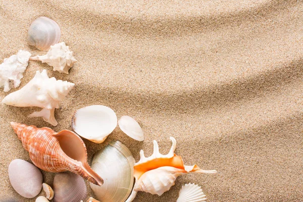 Seashell Stranden Sommaren Bakgrund Med Varm Sand — Stockfoto