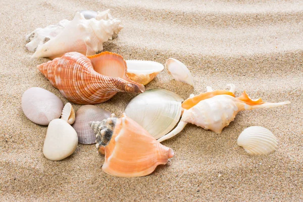 Seashell Sur Plage Fond Été Avec Sable Chaud — Photo