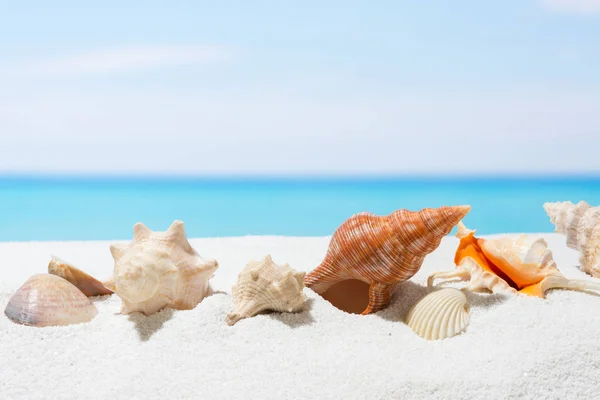 Seashell Stranden Sommaren Bakgrund Med Vita San — Stockfoto