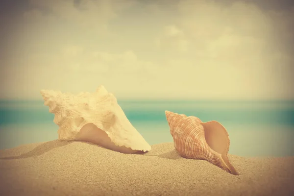 Seashell Stranden Med Ett Tropiskt Hav Vintagestil — Stockfoto