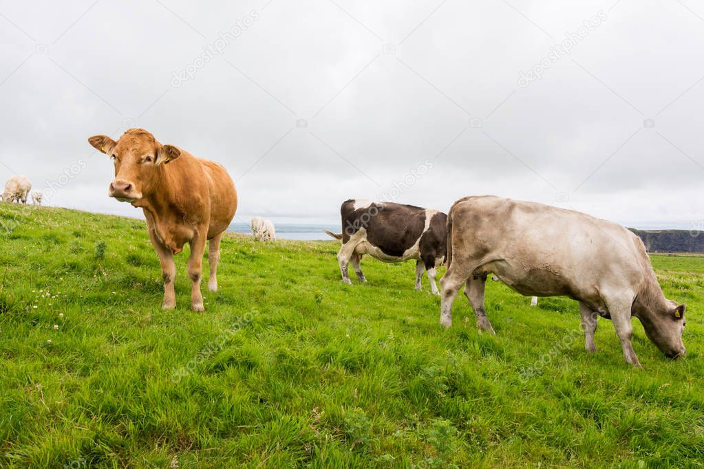Landascapes of Ireland. Cows grazing near Cliffs of mohe