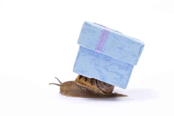 缓慢的购物理念 蜗牛带着复制空间的礼物 — 图库照片