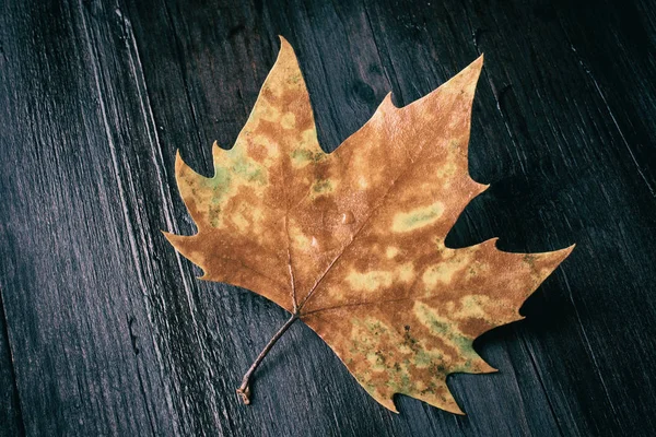 Tahta bankta ölü yaprak