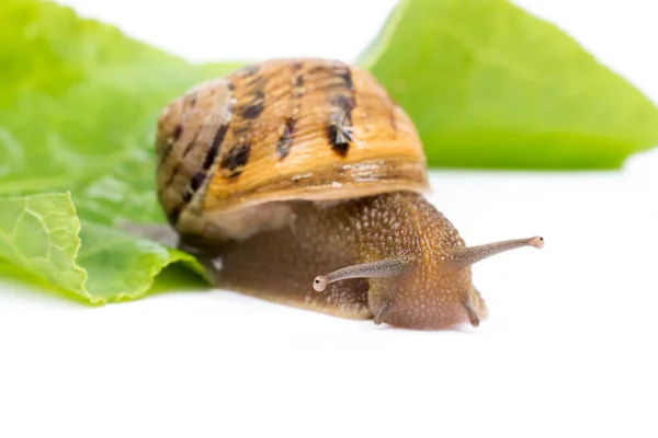 绿色沙拉叶 孤立在白色背景上的蜗牛 — 图库照片